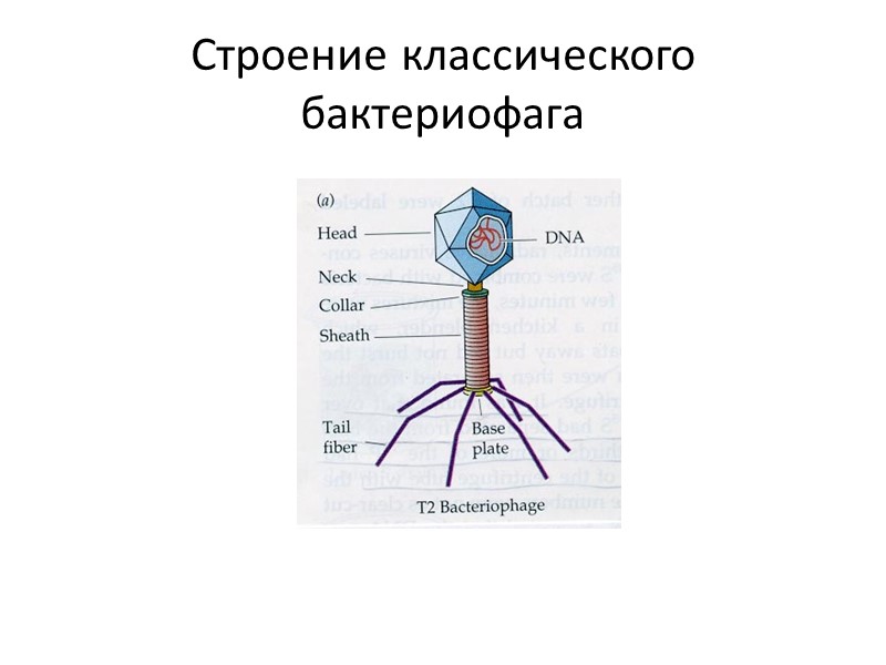 Строение классического бактериофага